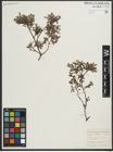 Foto von Salix repens subsp. repens L.